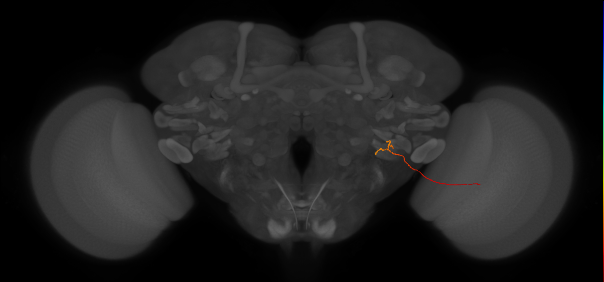 adult optic lobe columnar neuron