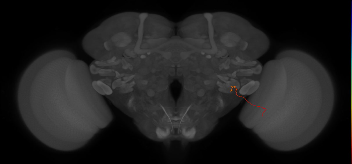 adult optic lobe columnar neuron