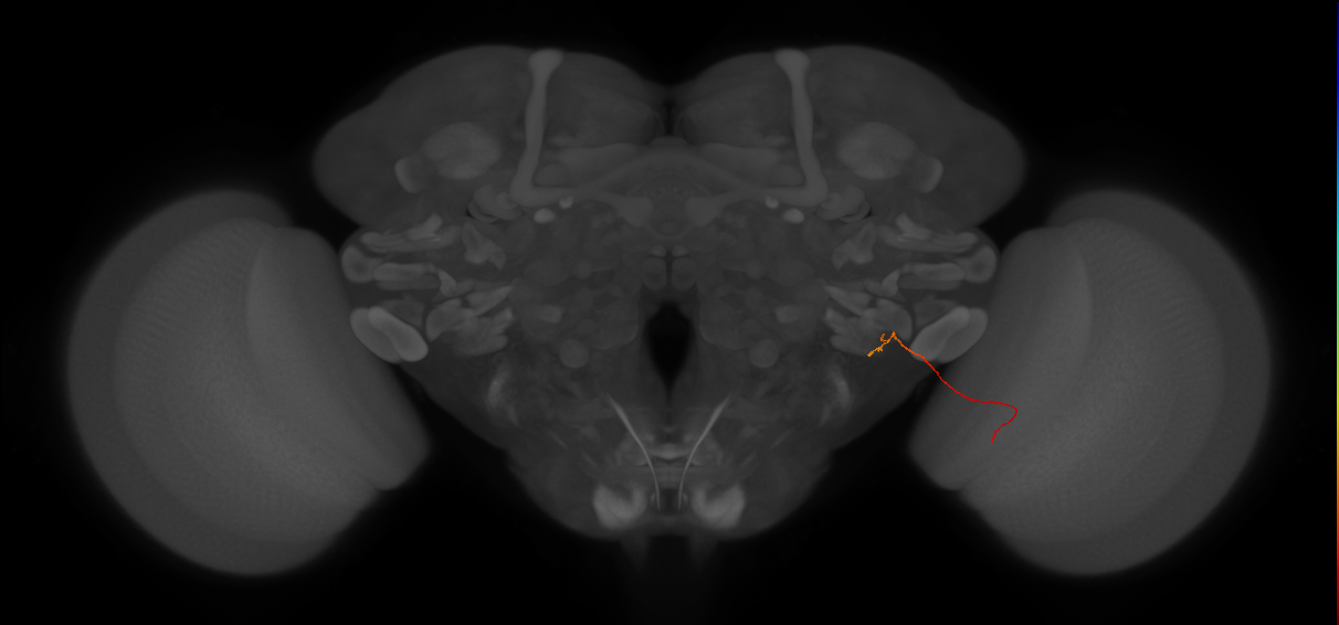 adult optic lobe columnar neuron