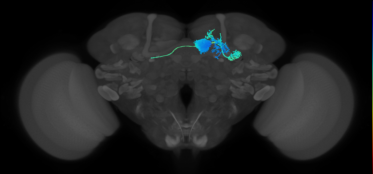 adult typical mushroom body output neuron