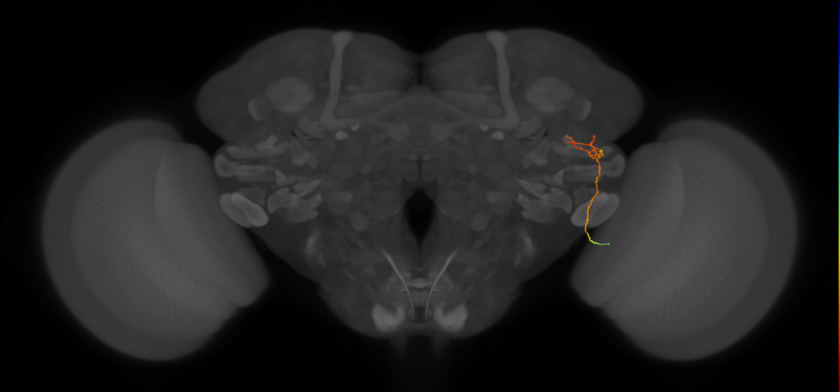 MC62(LWF5)_R (FlyEM-HB:5812987907)