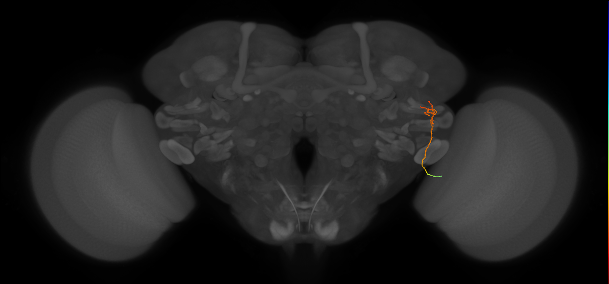 MC62(LWF5)_R (FlyEM-HB:5812982247)