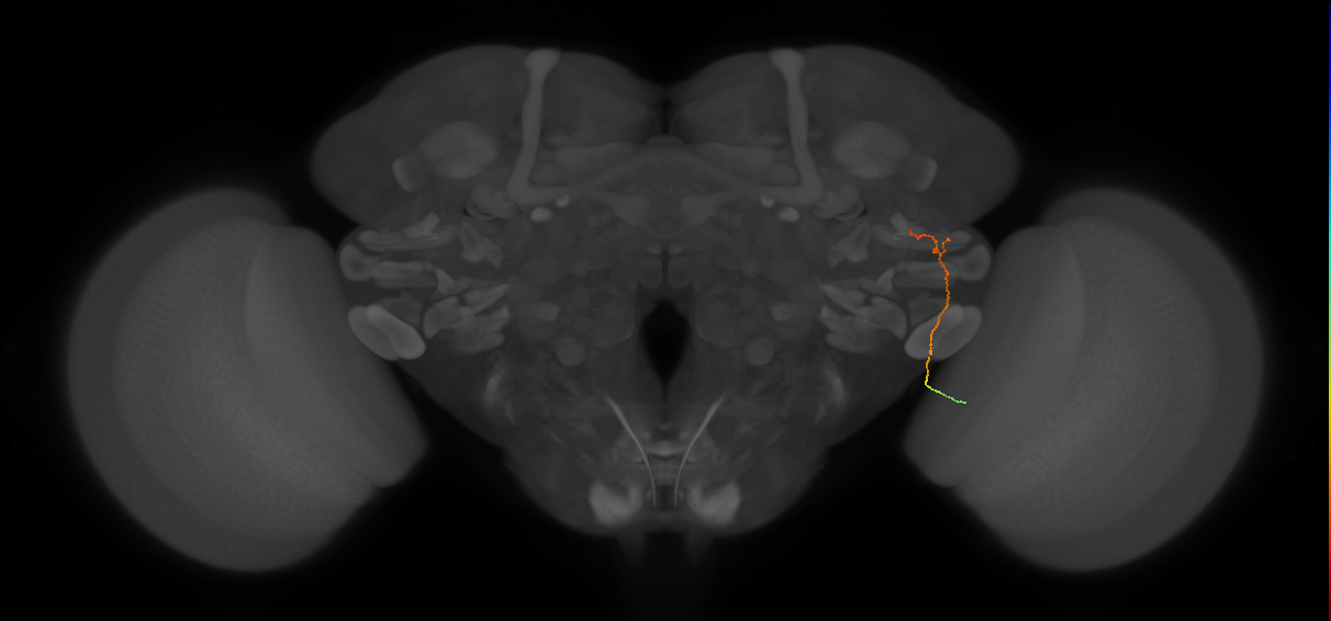 MC62(LWF5)_R (FlyEM-HB:1284097383)
