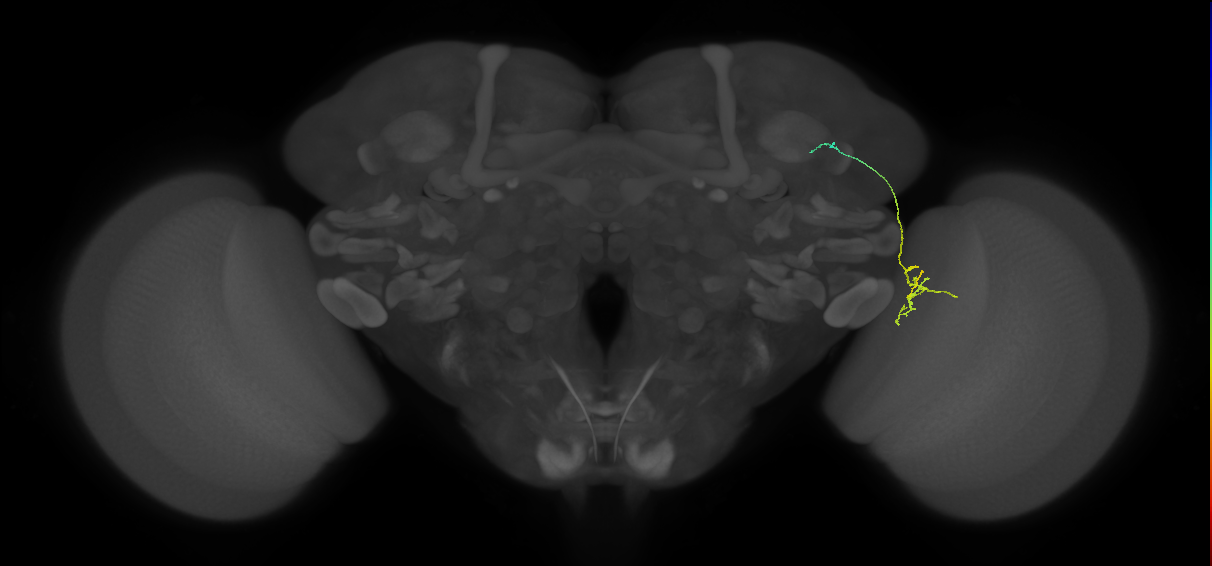 MC64 (FlyEM-HB:1077773987)
