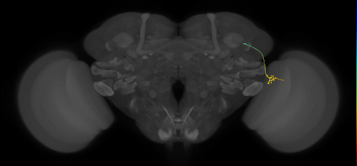 MC64 (FlyEM-HB:1108805072)