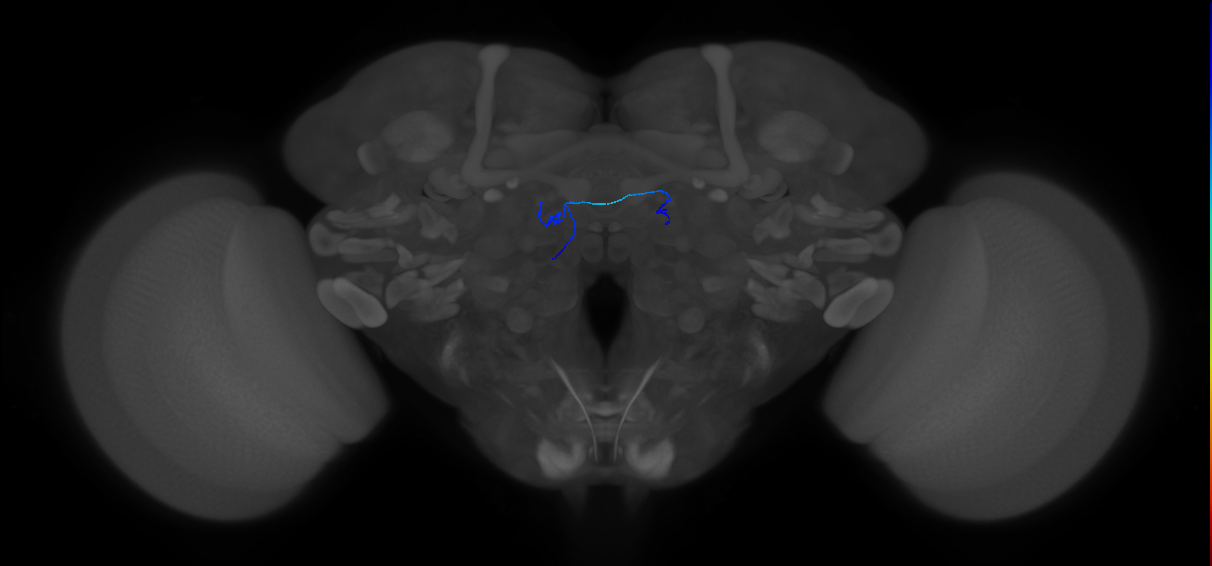 bilateral antennal lobe receptor neuron