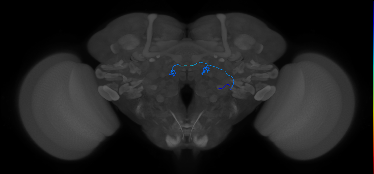 adult antennal olfactory receptor neuron