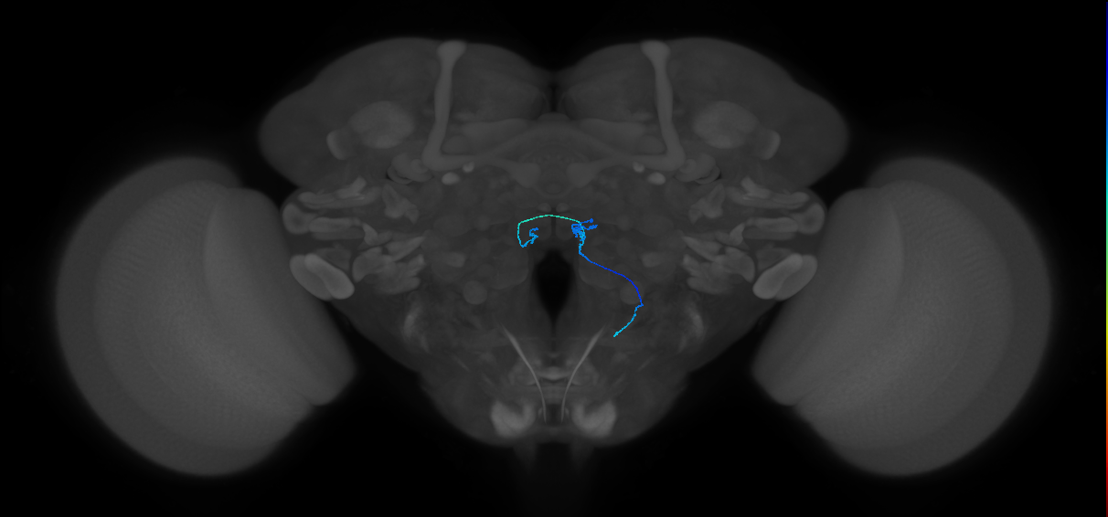 ORN_VM7d