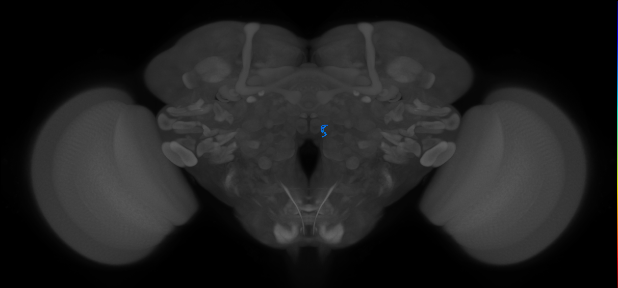 adult olfactory receptor neuron