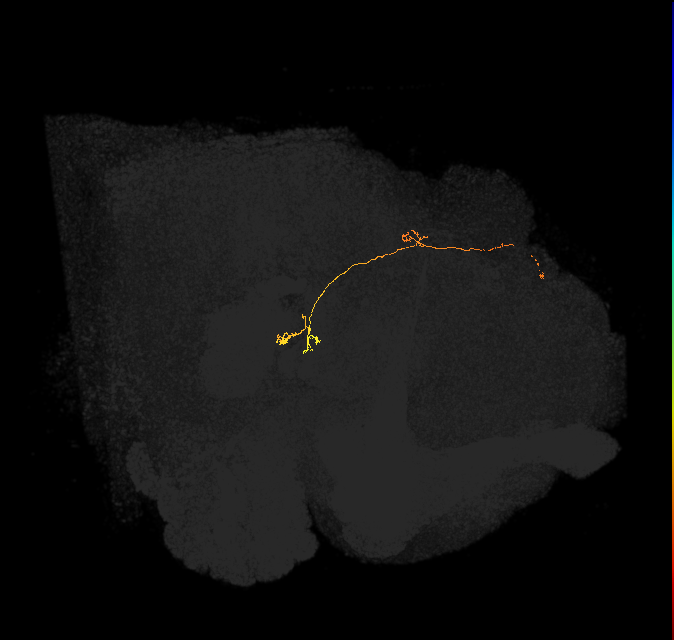adult protocerebral bridge glomerulus 2-fan-shaped body-nodulus neuron