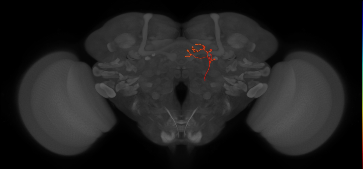 adult PBp1 lineage neuron