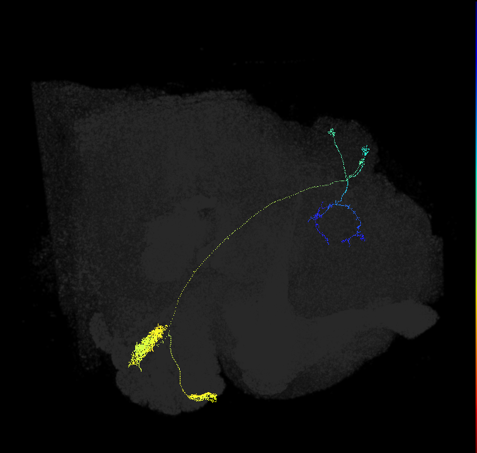 VC3l_adPN_R