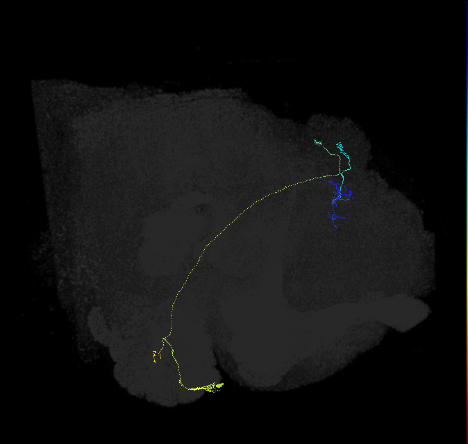 VM2_adPN_R