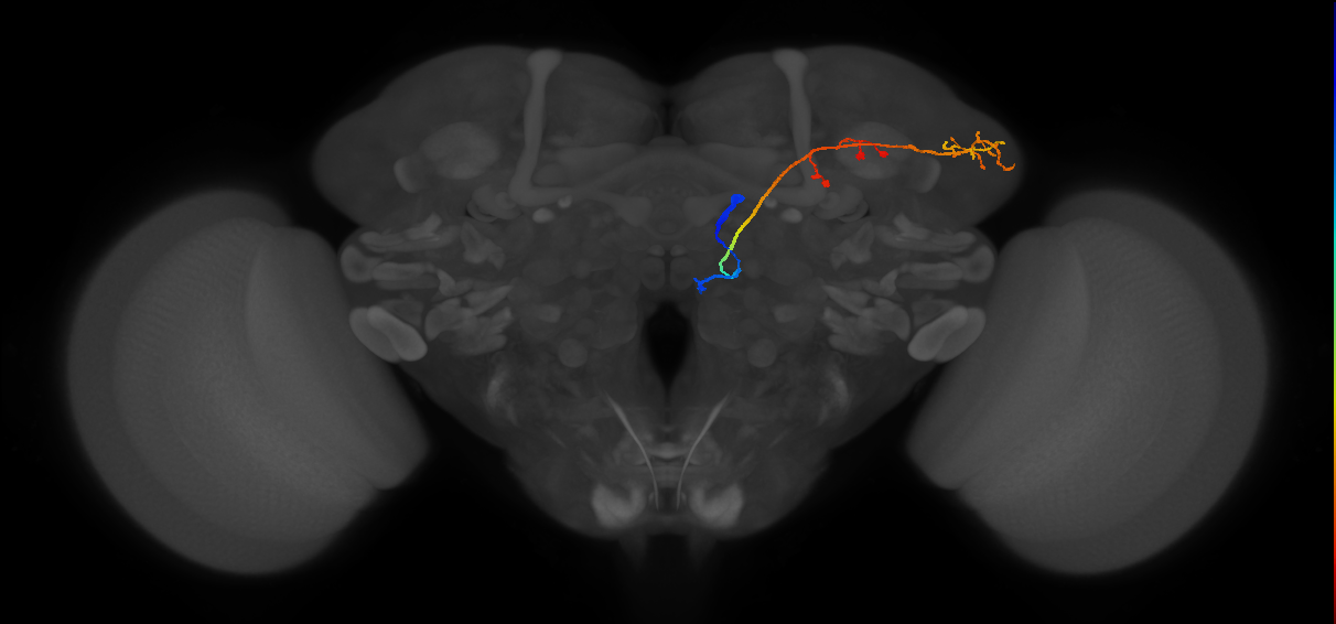 adult antennal lobe projection neuron VM2