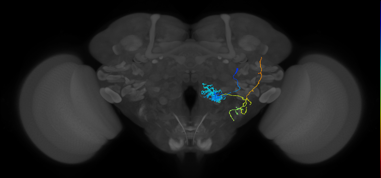 VP5+VP2_l2PN