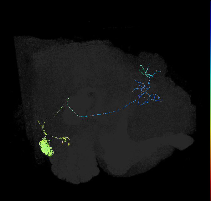 adult antennal lobe projection neuron of SEZ