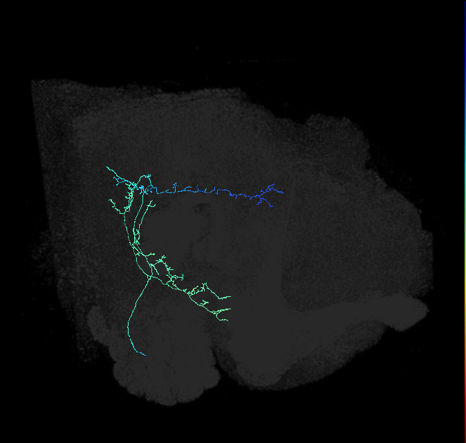 WEDPN17_c_R (FlyEM-HB:1224069121)