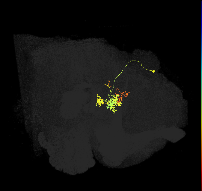 adult fan-shaped body delta neuron