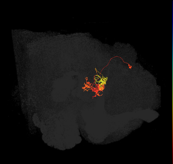 adult fan-shaped body delta neuron