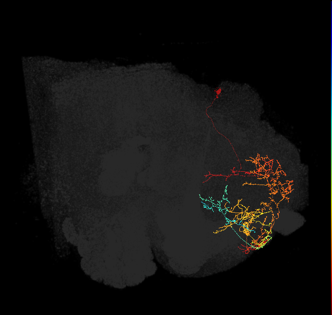 pC1a(PDM09)_L