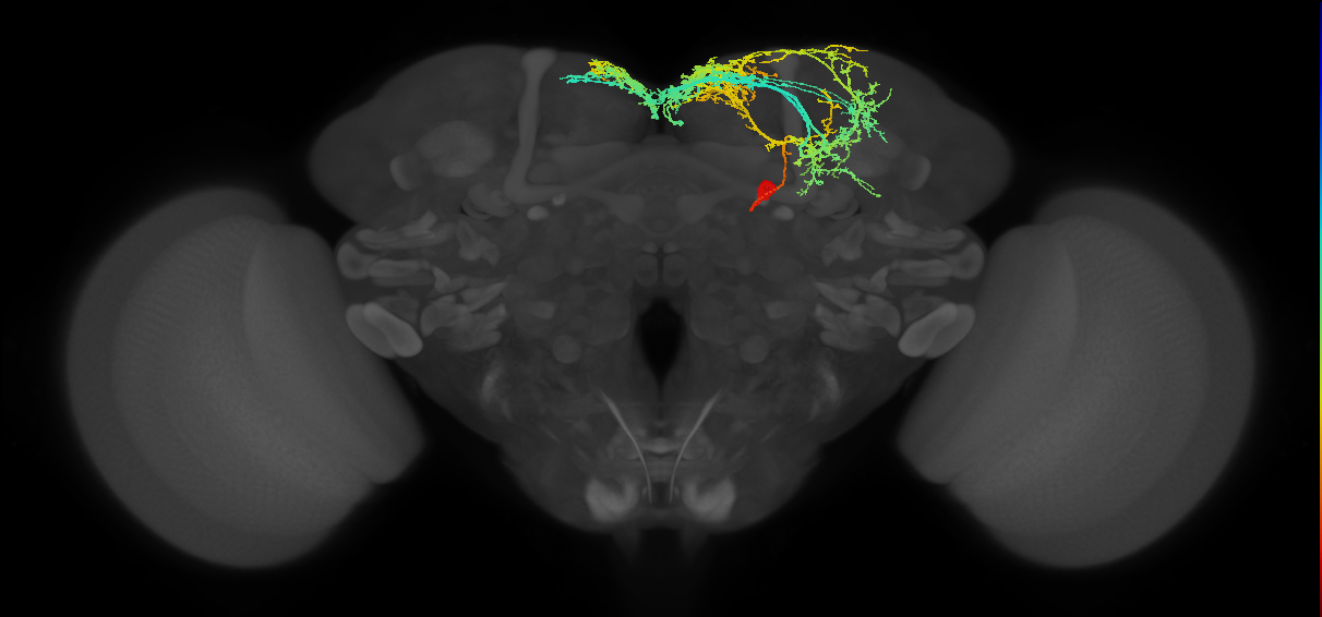 adult doublesex pC1b (female) neuron