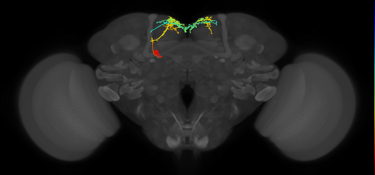 adult doublesex pC1b (female) neuron