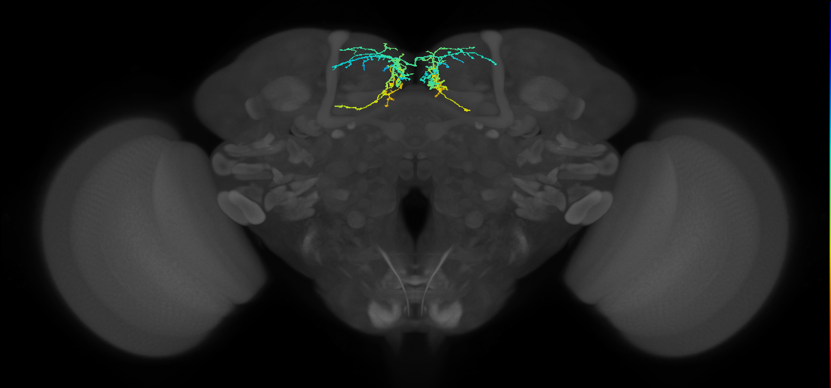 adult doublesex pC1 (female) neuron