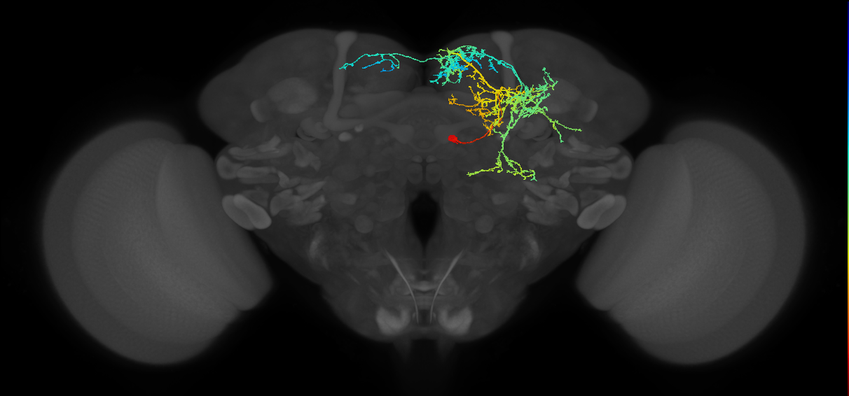adult doublesex pC1e (female) neuron