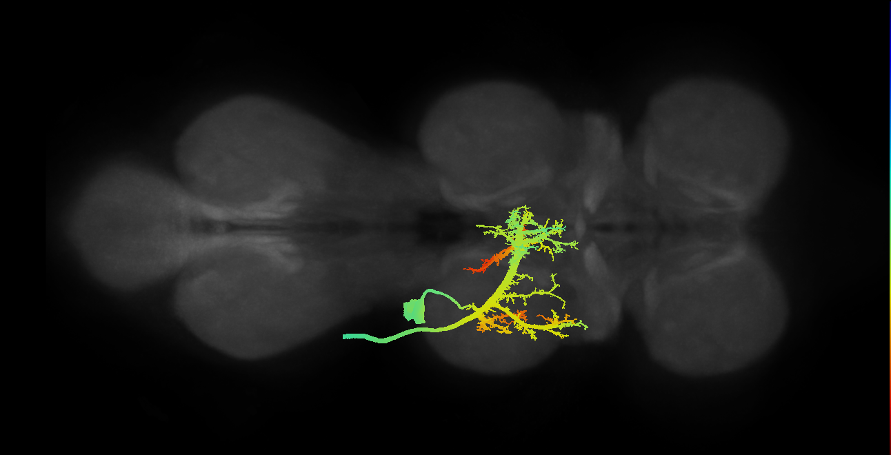 direct flight muscle motor neuron