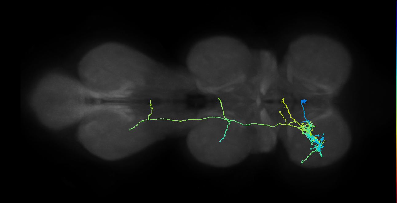 prothoracic neuron