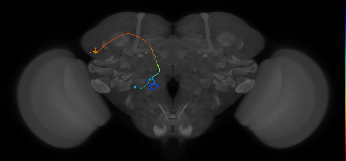 VM4_lvPN_L (MaleCNS:56390)