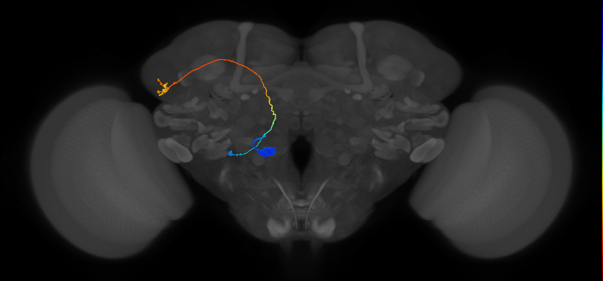VM4_lvPN_L (MaleCNS:23132)