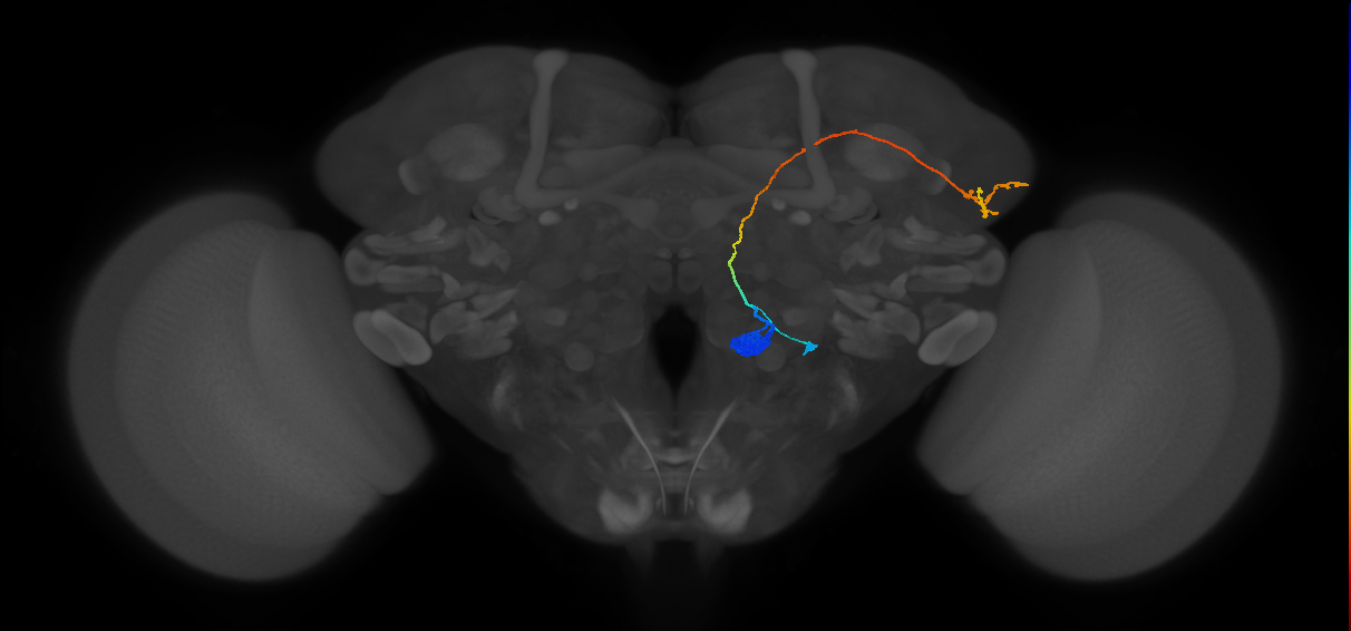 VM4_lvPN_R (MaleCNS:22473)