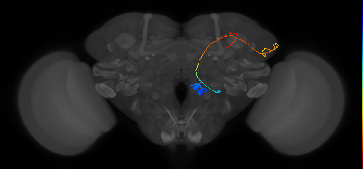 VM4_lvPN_R (MaleCNS:29750)