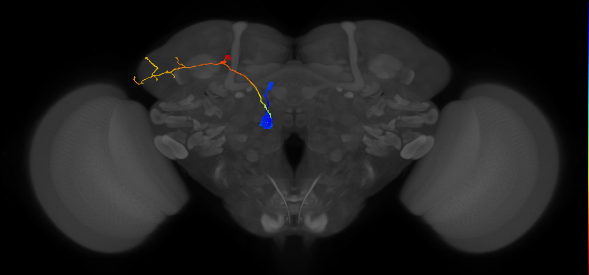 adult antennal lobe projection neuron VM5