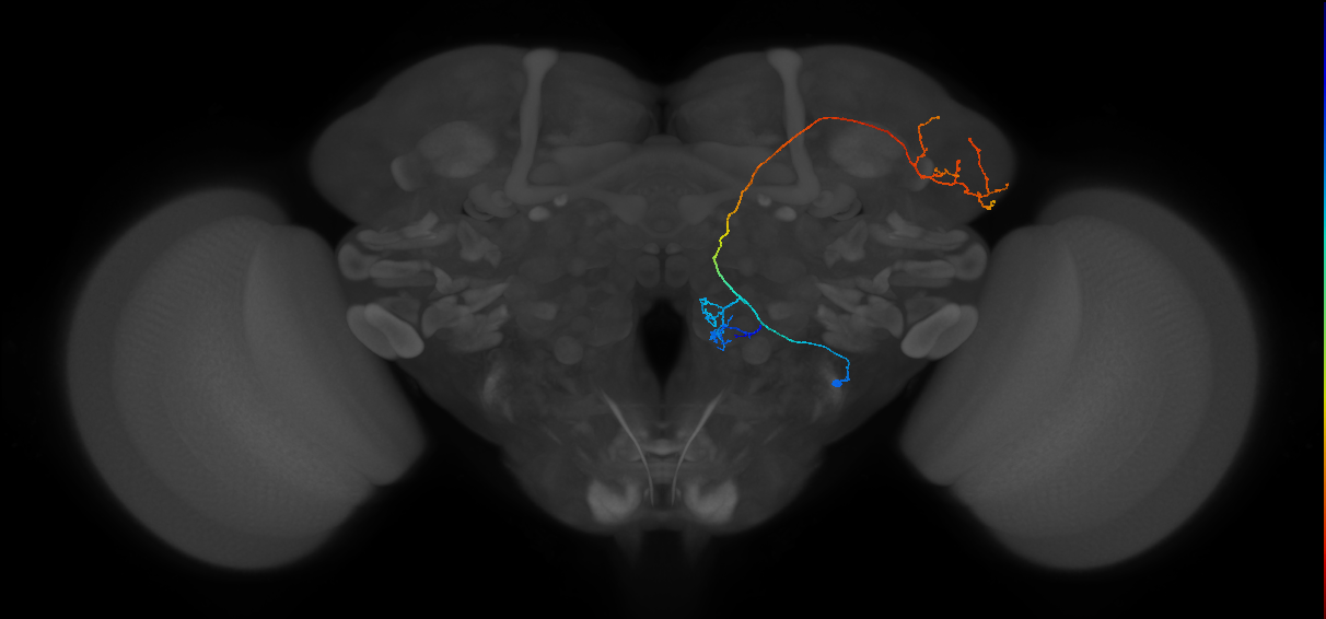 VM6_lvPN_R (MaleCNS:57260)