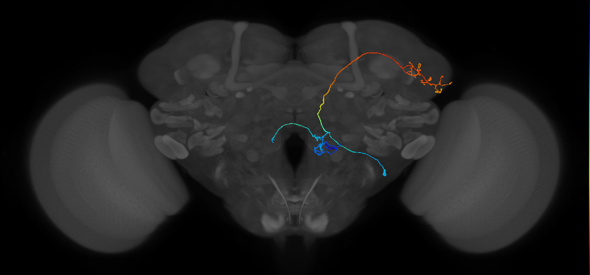unilateral antennal lobe projection neuron
