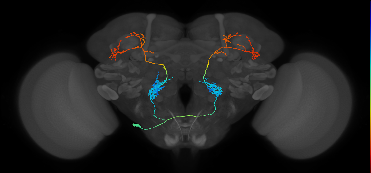 bilateral antennal lobe projection neuron