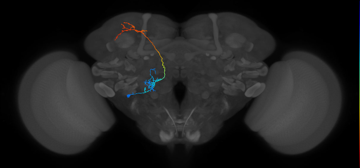 VP1l+_lvPN_L (MaleCNS:36279)
