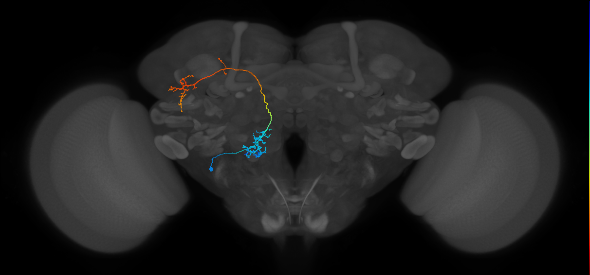 VP1m+VP2_lvPN2_L (MaleCNS:36774)