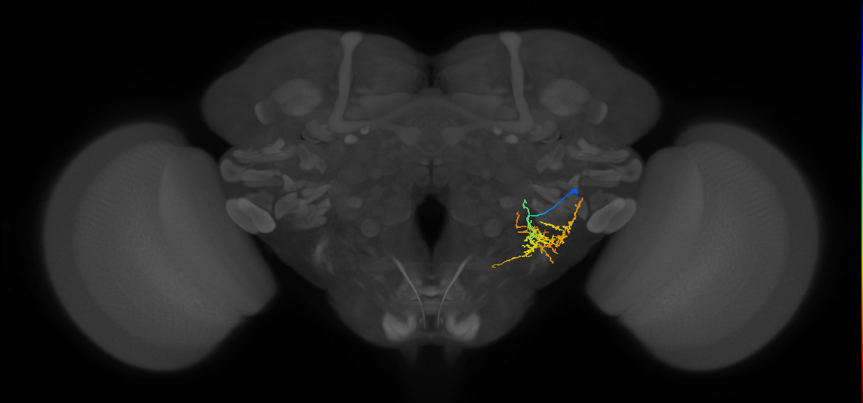 WED028_R (MaleCNS:525483)