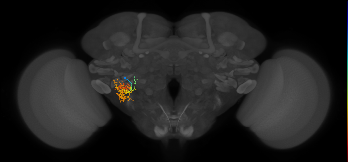 WED042_L (MaleCNS:519239)