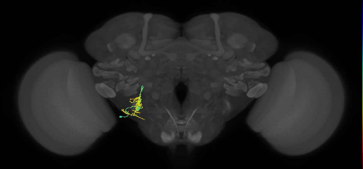 WED057_L (MaleCNS:33168)