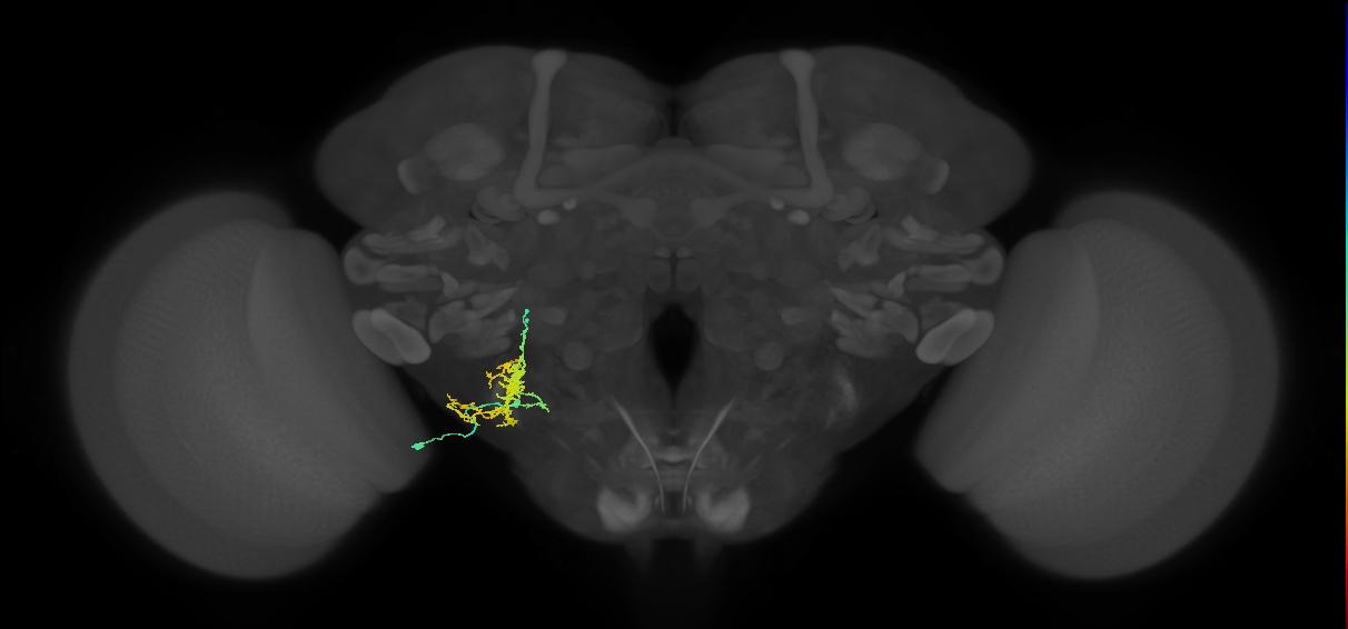 WED057_L (MaleCNS:512932)
