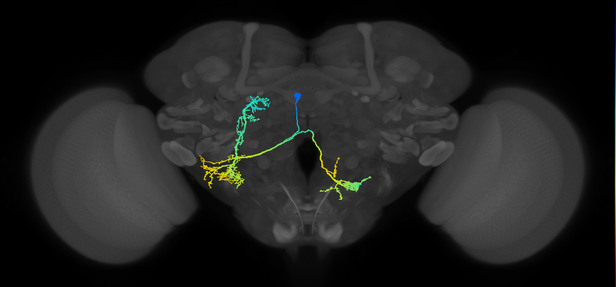 adult WEDd2 lineage neuron