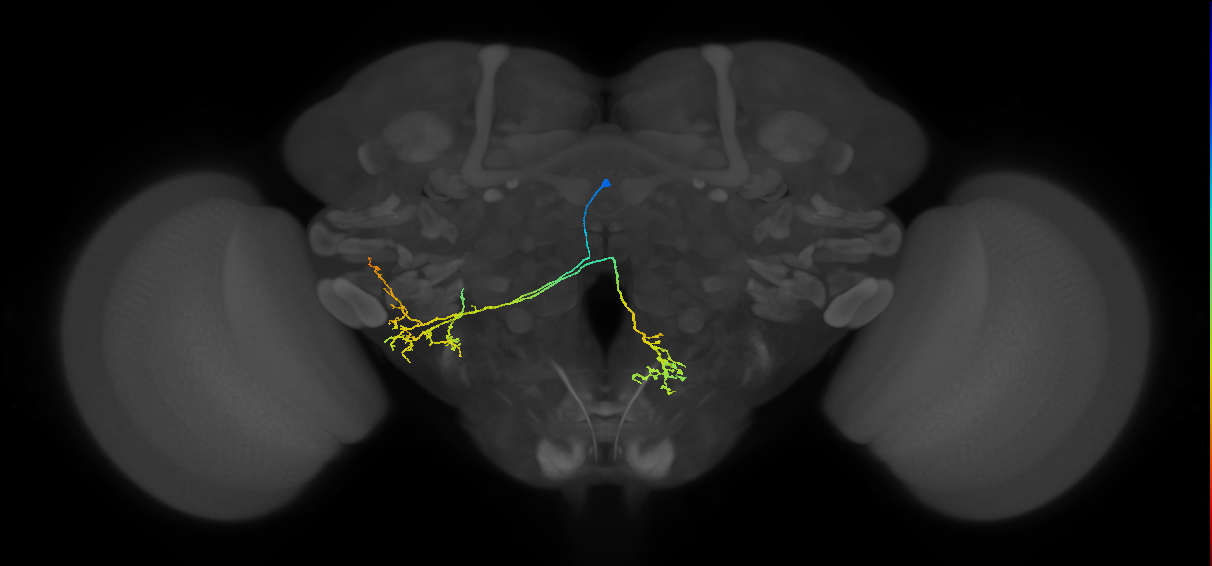 adult WEDd2 lineage neuron
