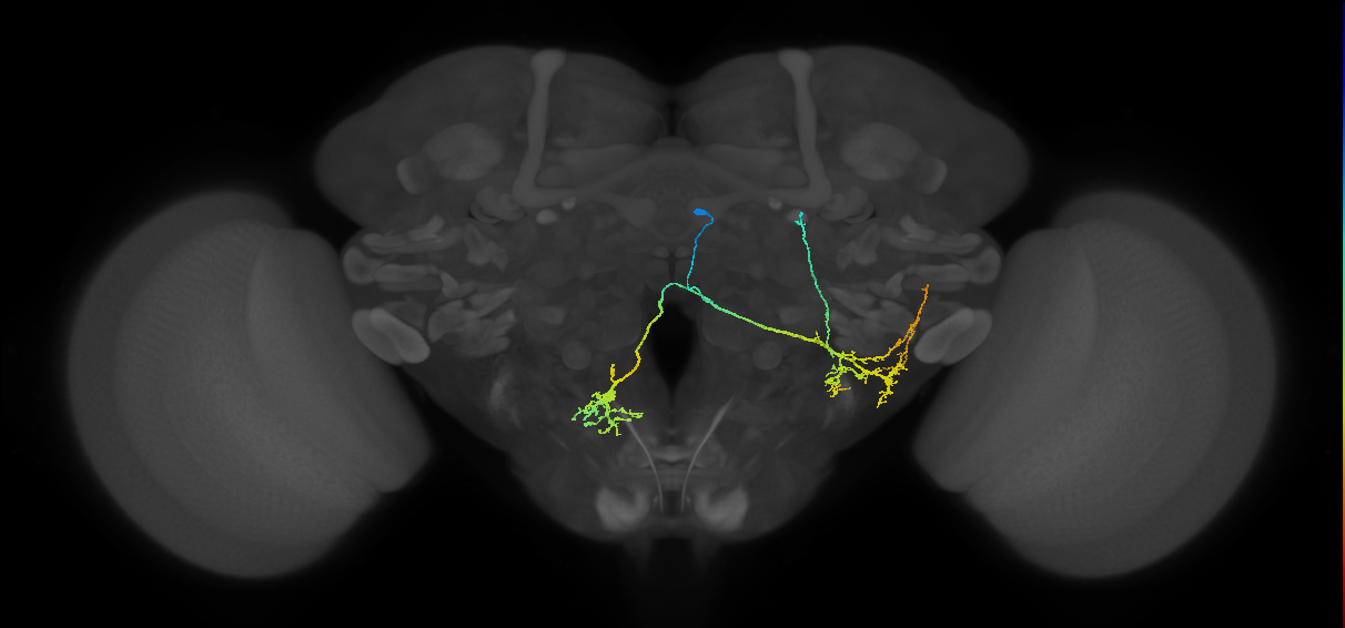 adult WEDd2 lineage neuron