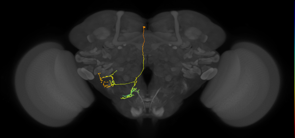 WED102_L (MaleCNS:96320)