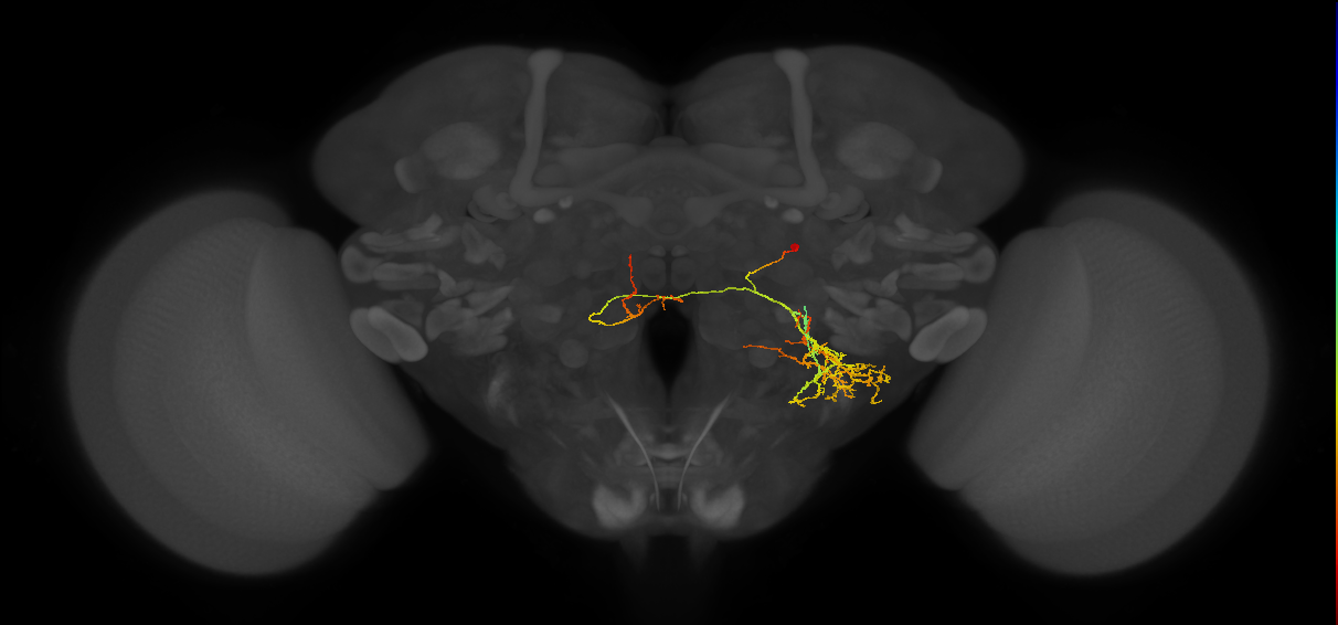 WED129_R (MaleCNS:132472)