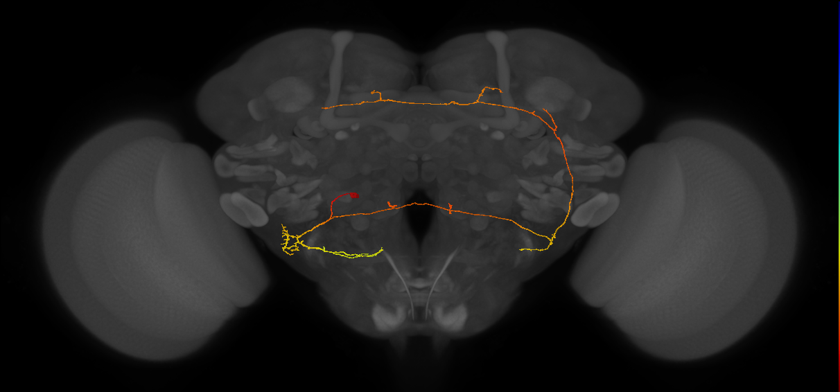 WED143_c_L (MaleCNS:145832)